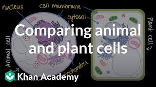 Comparing animal and plant cells | Cells and organisms | Middle school biology | Khan Academy