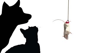Download lagu CAT GAMES MILTON THE BUNGEE JUMPING MOUSE FOR CATS ONLY CAT GAMES MILTON THE BUNGEE JUMPING MOUSE FOR CATS ONLY