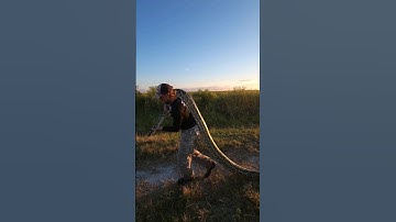 #fyp #foryou #explorepage #explore #snake #reptile #python #burmesepython #florida #floridaman #fypシ