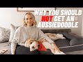 AUSSIEDOODLE - 5 Reasons You Should NOT Get an Aussiedoodle | Torey Noora