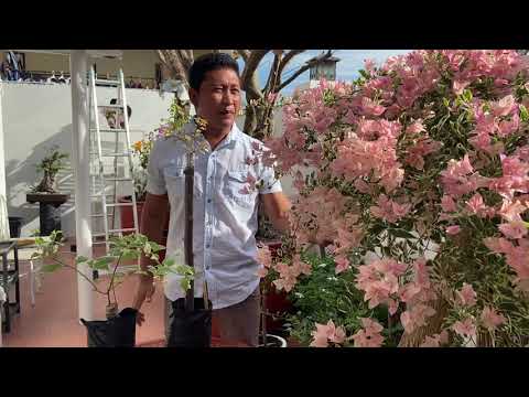 Video: Pruning Isang Umiiyak Na Wilow: Kung Paano I-trim Nang Tama Ang Korona, Kung Maisasagawa Mo Ang Paghuhubog, Kung Paano Mag-aalaga Ng Isang Puno Pagkatapos Ng Pagputol