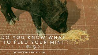 What Does a Mini Pig Eat?