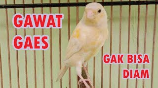 Masteran Paling Efektif Suara Burung Kenari Super Keren Pancingan Kenari Gacor Cor