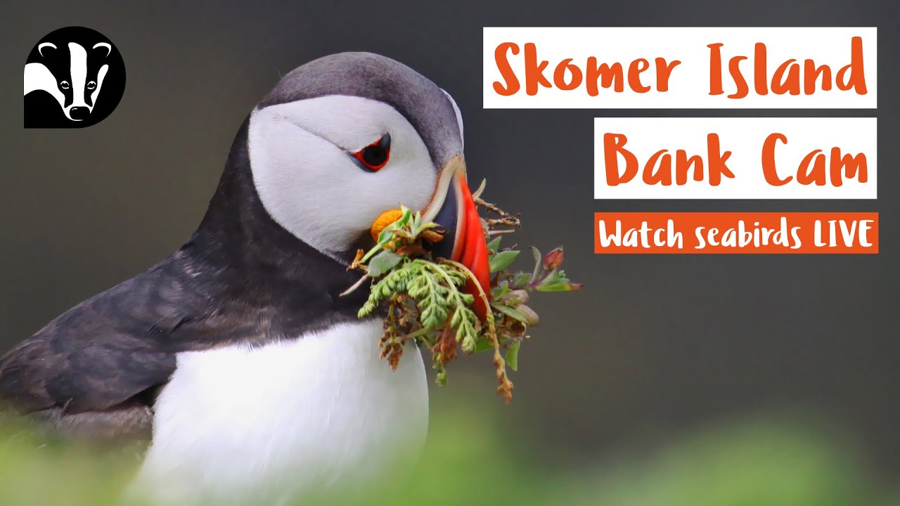Our new and improved webcams provide real-time, high-quality footage of Skomer Island's most iconic residents.

Our cameras located in North Haven give you insight into island life throughout the day and night. You’ll be able to experience the incredible diversity of birdlife, from Razorbills to Guillemots and Gulls. You'll feel like part of the colony as the Puffins interact with each other during the day, and Manx shearwaters return to their burrows at night. 

Donate to support Skomer Island: https://www.welshwildlife.org/donate
Visit Skomer Island: https://www.welshwildlife.org/visit/s...

A huge thank you to Dragon Wifi for installing our webcams and providing the Wifi for our livestream. 

Due to the proximity of the webcams to staff accommodation, the microphones are turned off for privacy reasons. Thank you for your understanding.

Thumbnail credit: Lynne Newton