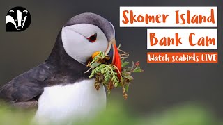 Puffin Bank Cam - Skomer Island Livestream
