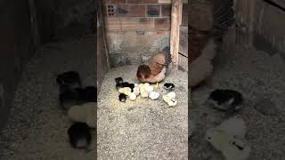 Anne ve civcivleri 🐤🐥 #chicks #chicken