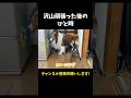 沢山頑張った後のひと時【会話ボタンでしゃべる犬】 #shorts #犬