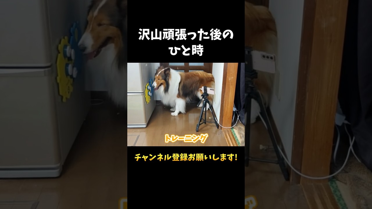 沢山頑張った後のひと時【会話ボタンでしゃべる犬】 #shorts #犬