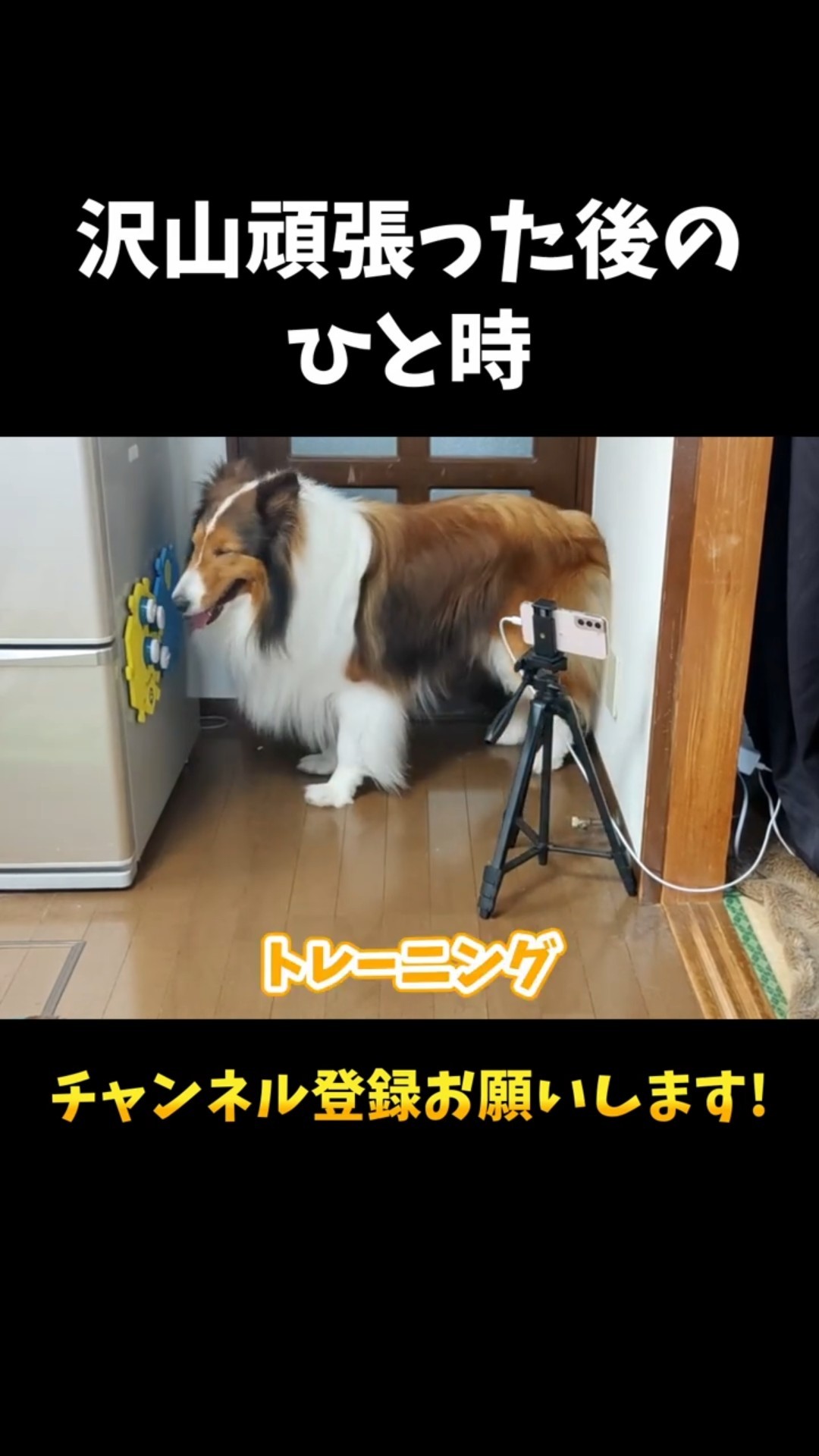 Talking Dog Rinta - YouTube