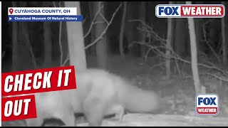 Wildlife Camera Captures A Fisher Returning To Cleveland In Over A Century