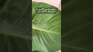 Make Leaves Shiny 😲🌿 | Natural Leaf Shine Trick Telugu #shorts