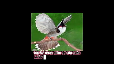 Top những cách chọn chim chào mào đỉnh nhất, hay nhất #chaomao #chaomaohotdau #thinhhanh
