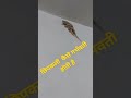 छिपकली का जोडा जो कैसे बच्चे पैदा करते हैं या अन्डे