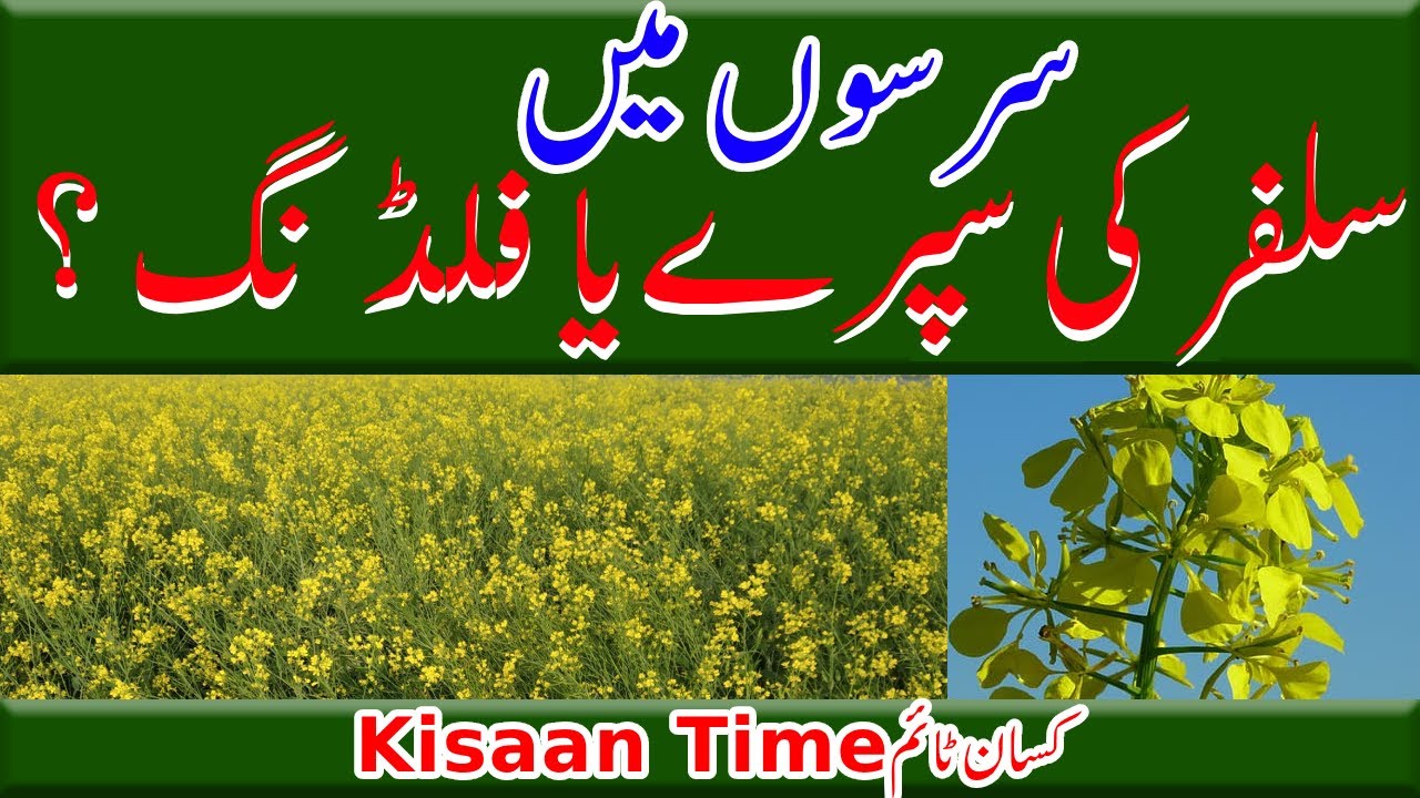 sarson fertilizer sarso fertilizer sarso me npk fertilizer ssp fertilizer sarso کسان ٹائم kisan time