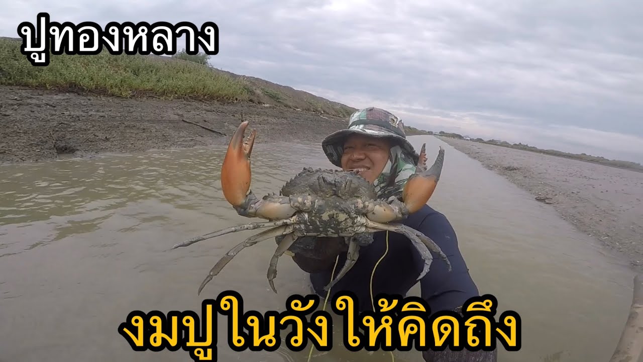 จับปูทองหลางตัวใหญ่ ๆ