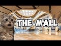 Cat family goes to the mall
