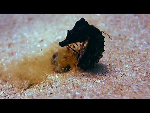 Vídeo: Atividade Antifadiga De Uma Mistura De Hidrolisado De Cavalos-marinhos (Hippocampus Abdominalis) E Ginseng Vermelho