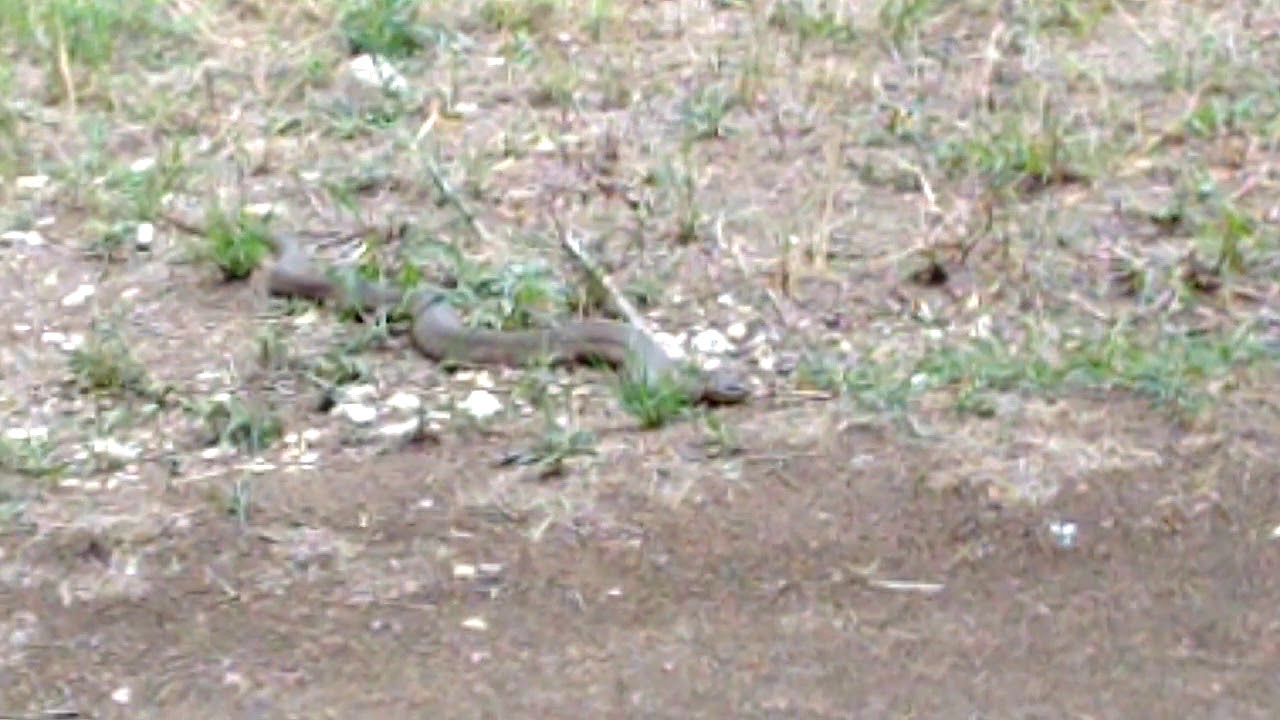 Cottonmouth snake on trials. YouTube