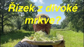 Vaření v přírodě - Divoká mrkev - smažené řízky z mrkvové natě.