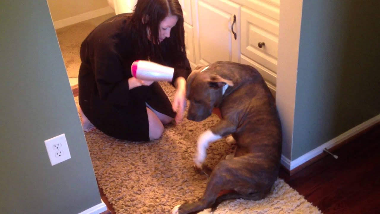 Pit Bull likes to be pampered - YouTube