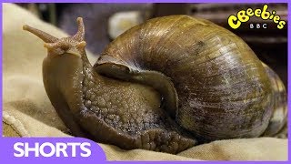 Cbeebies Andys Secret Hideout Snails