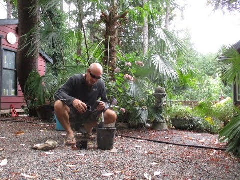 How to transplant Monkey Puzzle Tree seedlings