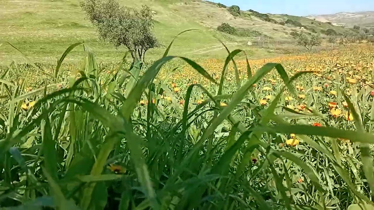 The beauty of our nature #maroc #nature 