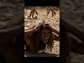 Millions of Years Ago: Homo Habilis Steals Giant Eagle Eggs and Faces Deadly Pursuit