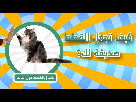 فيديو: لعب القط التفاعلية للالقطط الخاص بك احتفالي