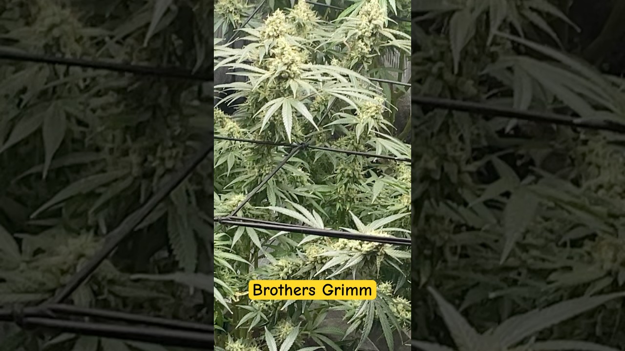 Jackie and the Girls 👧🏾 this is Jack Herer x Gluey ​