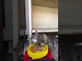 Cat food donation