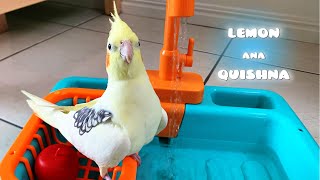 I Washed my Cockatiels with a toy Washbasin