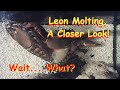 Leon the Lobster molting - What&#39;s Actually Going On?