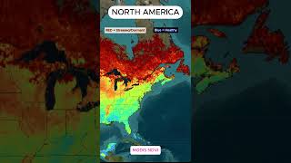 🛰️ North America From Space! MODIS NDVI Vegetation Map 🌱 #Weather #Satellite #datavisualization
