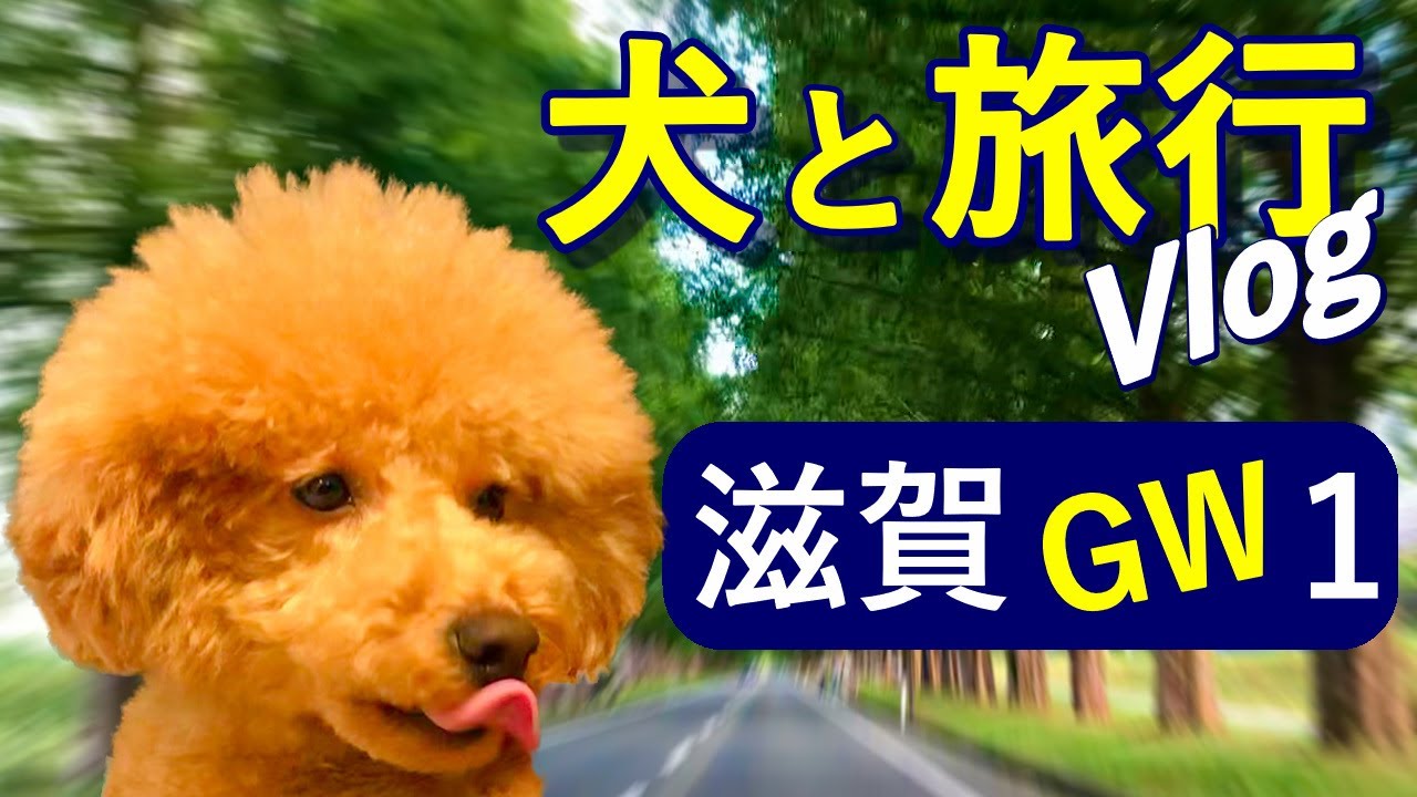 滋賀gw 犬と2泊旅行動画 Vlog 1日目 トイプードル Youtube 滋賀gw 犬と2泊旅行動画 Vlog 1日目 トイプードル Youtube