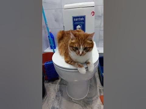 Рыжик сидит в туалете - YouTube