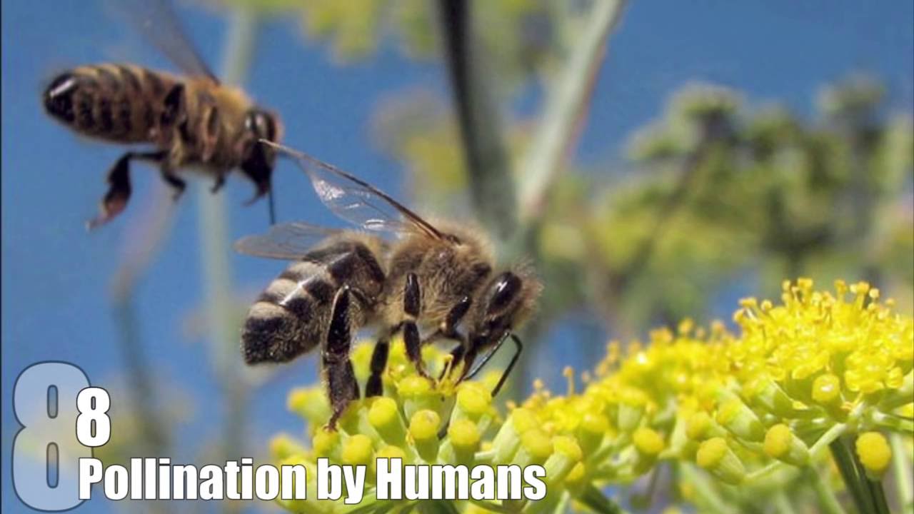 What happens if the bees disappear What happens if the bees disappear