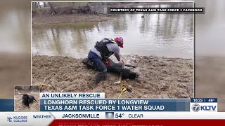 Texas A&amp;M Task Force 1 member describes rescue of longhorn stuck in mud near Toledo Bend