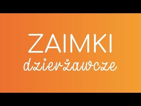 #4 ZAIMKI DZIERŻAWCZE | hiszpańska gramatyka