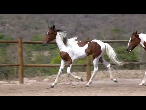 LOTE 218 PAOLA DA PACIÊNCIA