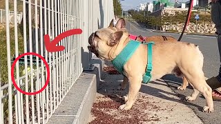 French Bulldog Throws Tantrum Because Favorite Park Closed | HAPPY ENDING