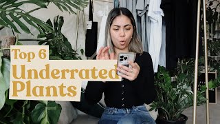 Top 6 Underrated Rare Plants | Philodendron & Anthurium