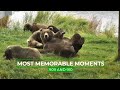 Sisters 909 &amp; 910 Unique Relationship | Memorable Moments in Bear Cam History