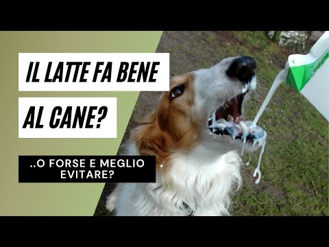 Il latte fa bene ai cani? O forse è meglio evitare?