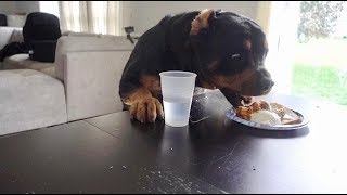 Does Bruno eat my food while I'm away? | 59