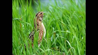 Batair ki Awaz | Quail sound | Birds and animals