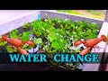 Crayfish Tank Water Change | Growing Crayfish for food #10