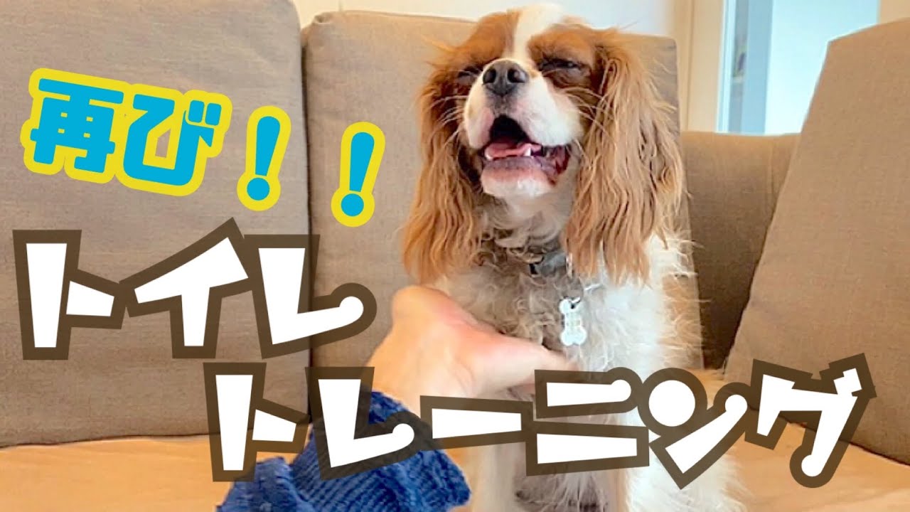 キャバリア犬 トイレを失敗する原因とは 理由がわかりました 多頭飼い夫婦の日常風景 Youtube