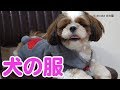 アマゾンで買える犬の服はどう？Austrake シーズー トイプードル試着