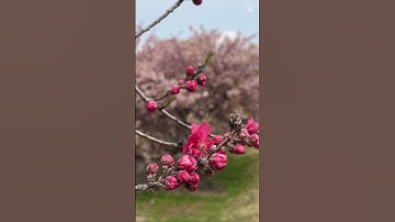 Thumbnail of Beautiful red apricot blossoms swaying in the wind #flowers #spring #nature #garden